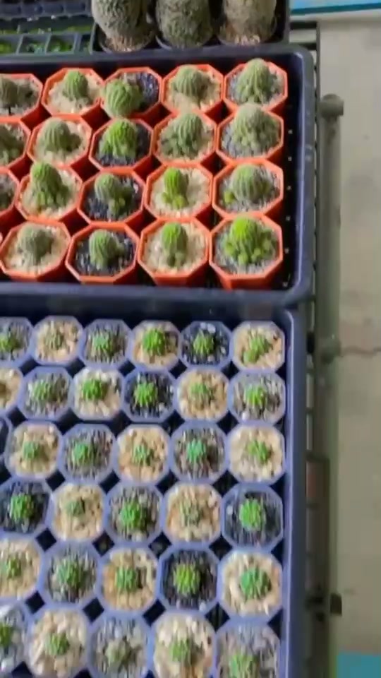 Cactus ทนแดด เลี้ยงง่าย.  มือใหม่ก็ปลูกได้